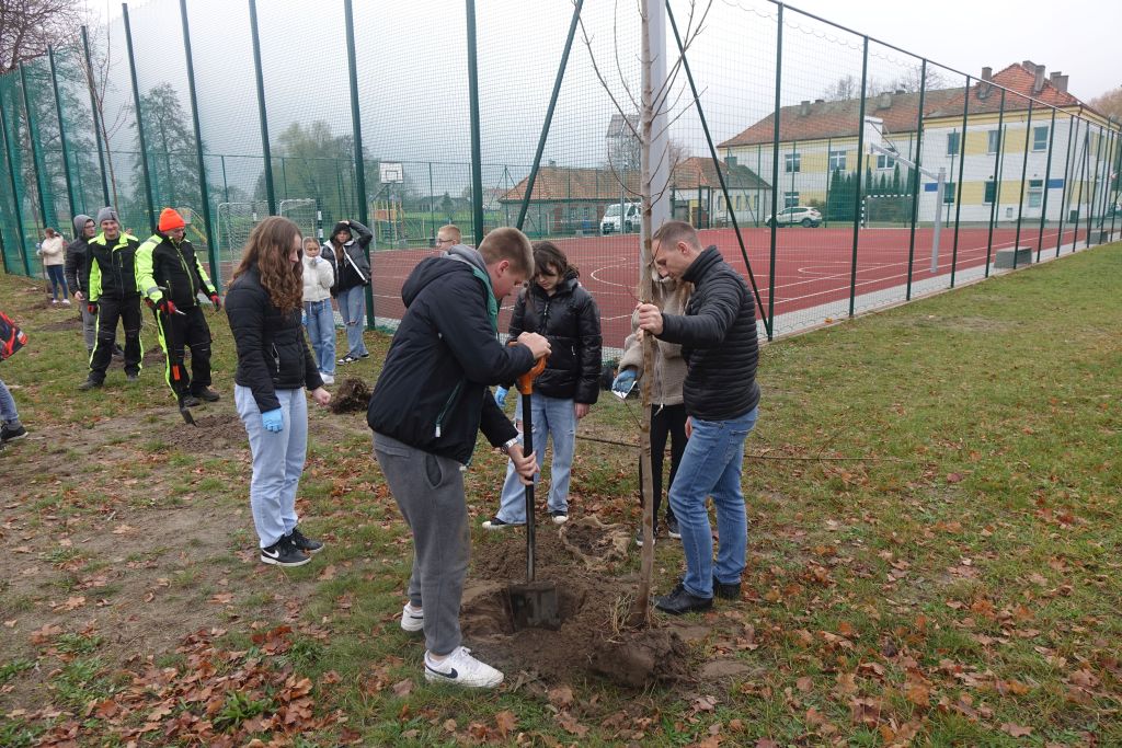 „Zielono nam – nasadzenia drzew i krzewów na terenie Gminy Grodziec” - zdjęcie 3